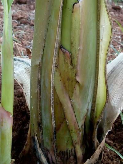 ಪನಾಮಾ ರೋಗ - ಬಾಳೆಹಣ್ಣು