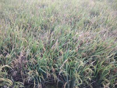 Phoma Sorghina in Rice - Rice