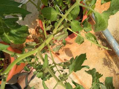 Tomato Leaf Miner - Tomato