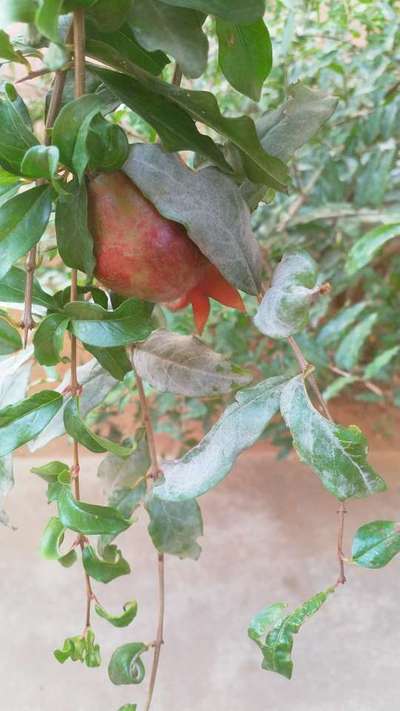 Boron Deficiency - Pomegranate