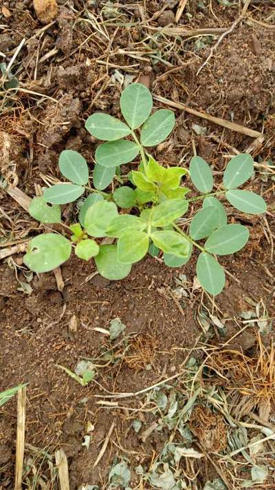 Aphids - Peanut