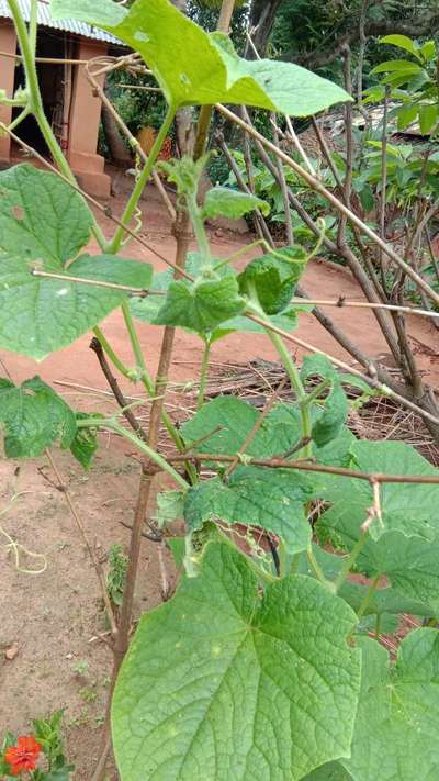 Aphids - Cucumber