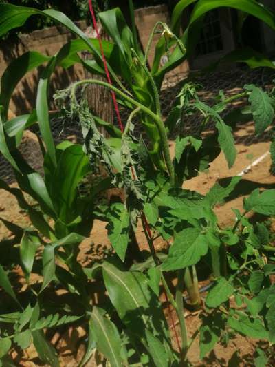 Marchitez bacteriana del tomate - Tomate