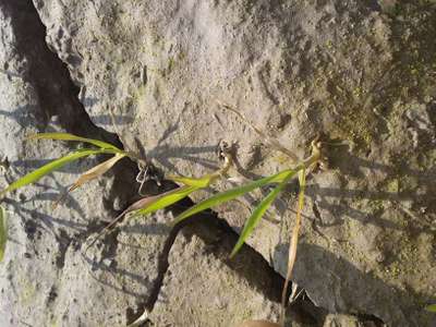 Septoria Tritici Blotch - Wheat