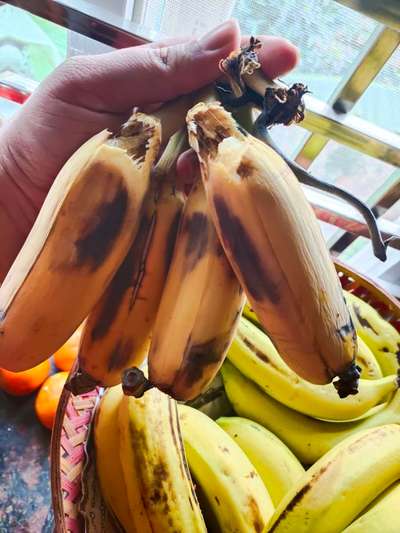 Anthracnose of Banana - Banana