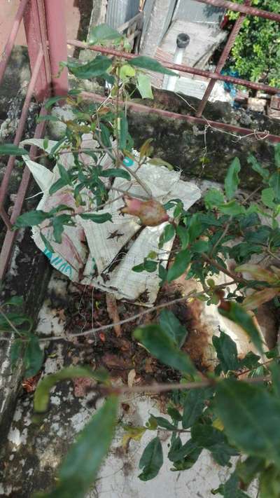 ডালিমের ফোস্কা রোগ - ডালিম