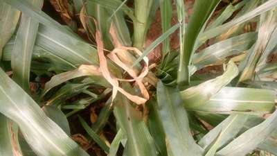 Banded Leaf and Sheath Blight - Millet