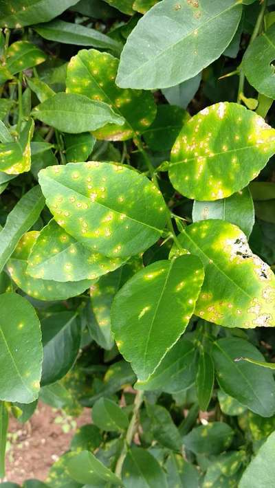 Piluki (Marathi: पिळुकी), Combretaceae (rangoon creeper fam…