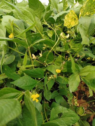 Mungbean Yellow Mosaic Virus - Black & Green Gram