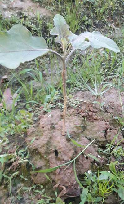 গোড়া ও আগা পচা রোগ - বেগুন