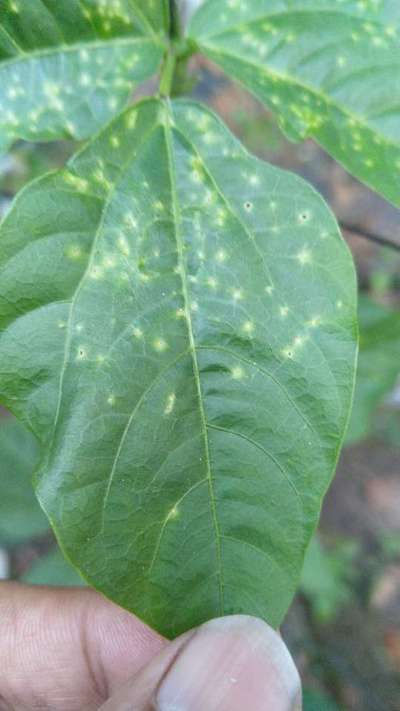 Brown Spot of Soybean - Black & Green Gram