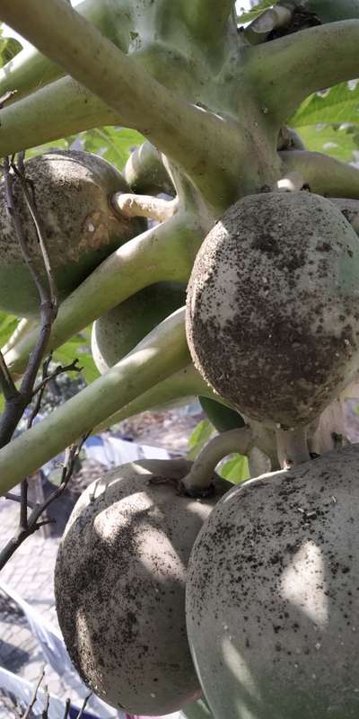 লেবুজাতীয় ফসলে স্যুটিমোল্ড রোগ - পেঁপে