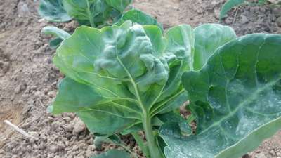 Spider Mites - Cabbage