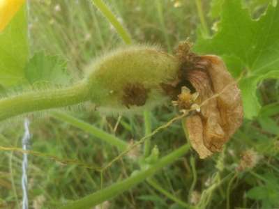 Calcium Deficiency - Cucumber