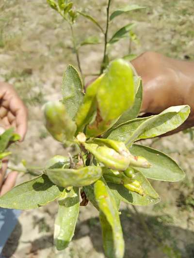 Anthracnose of Citrus - Citrus