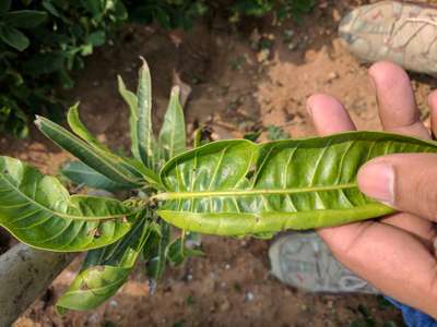 Boron Deficiency - Mango