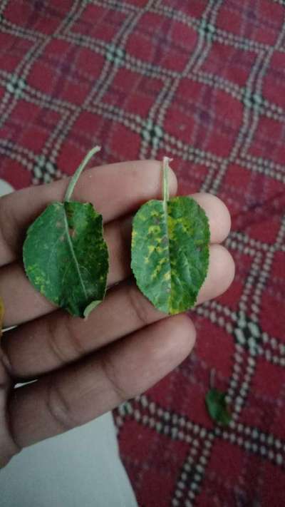 Apple Mosaic Virus - Apple