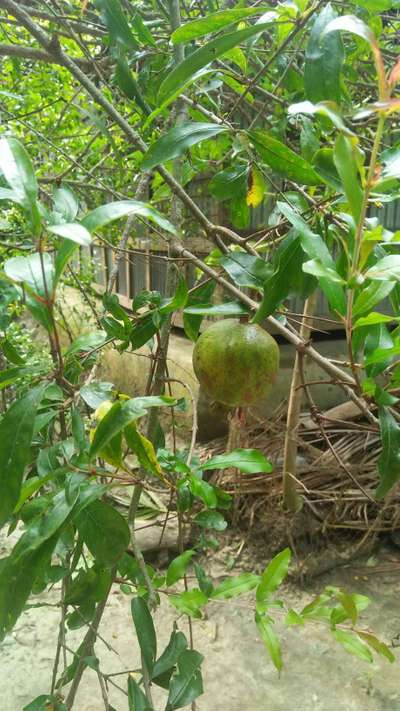 ডালিমের ফোস্কা রোগ - ডালিম