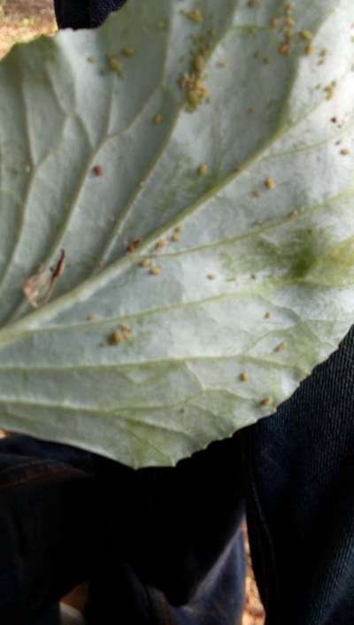 Aphids - Cabbage