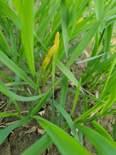 Iron Deficiency - Wheat