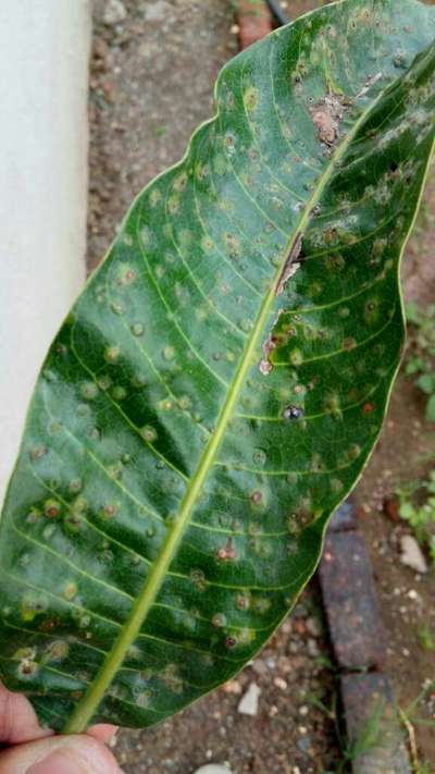 Gall Mite - Mango