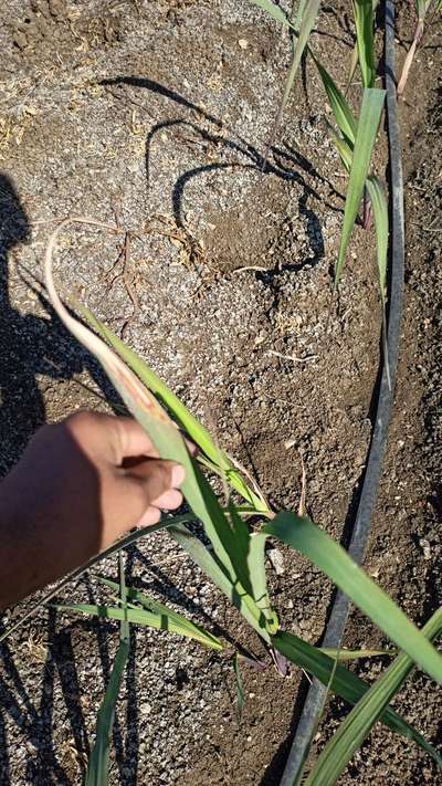 Leaf Scorch of Sugarcane - Sugarcane