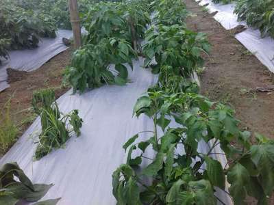 Spider Mites - Capsicum & Chilli