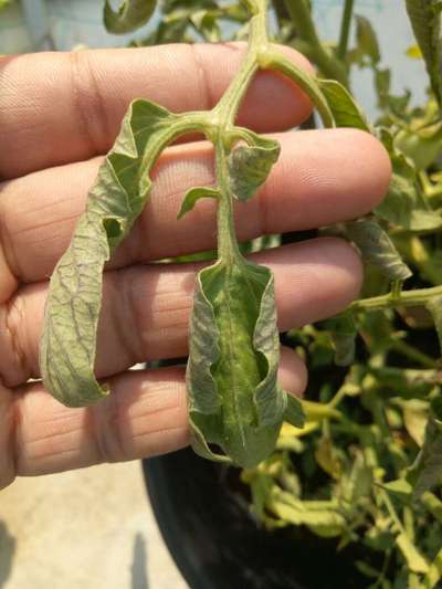 Tomato Yellow Leaf Curl Virus - Tomato