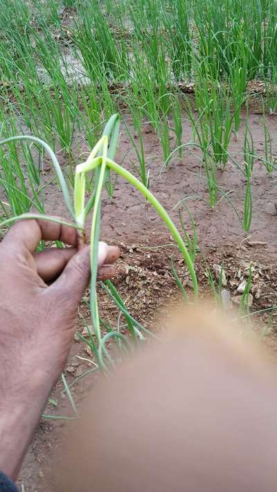 ಈರುಳ್ಳಿ ಹಳದಿ ಕುಬ್ಜ - ಈರುಳ್ಳಿ
