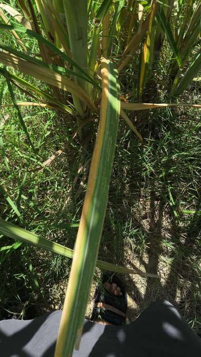 Potassium Deficiency - Sugarcane