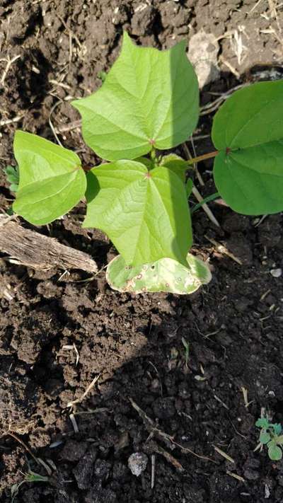 Cercospora Leaf Spot of Cotton - Cotton