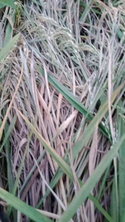 அரிசியின் பாக்டீரியா கருகல் நோய் - அரிசி