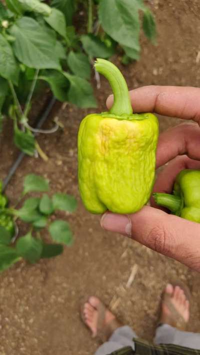 Bacterial Soft Rot of Pepper - Capsicum & Chilli