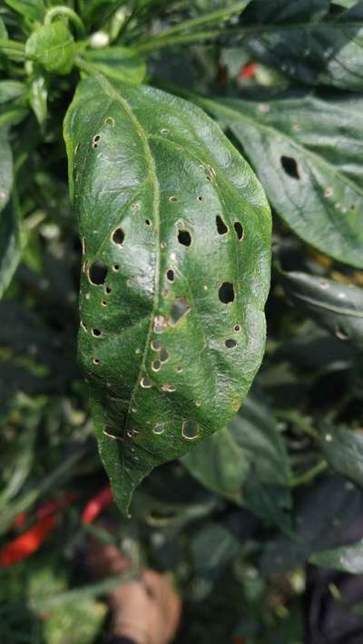 Flea Beetles - Capsicum & Chilli