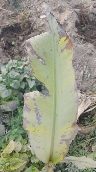 Yellow and Black Sigatoka - Banana