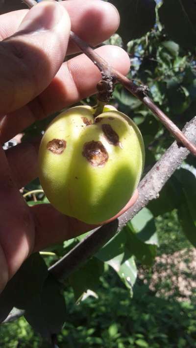 Mediterranean Fruit Fly - Tomato