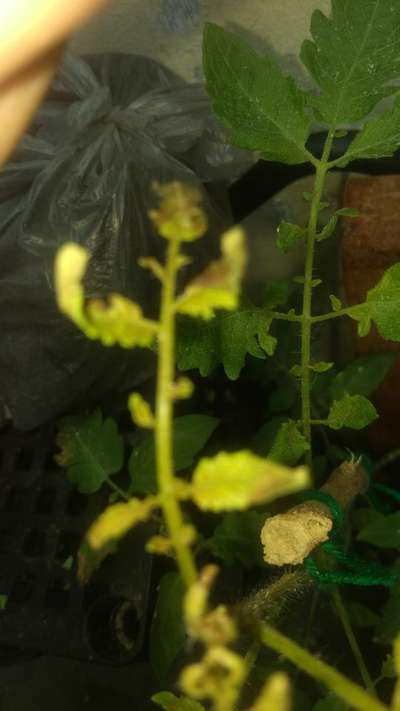 Boron Deficiency - Tomato