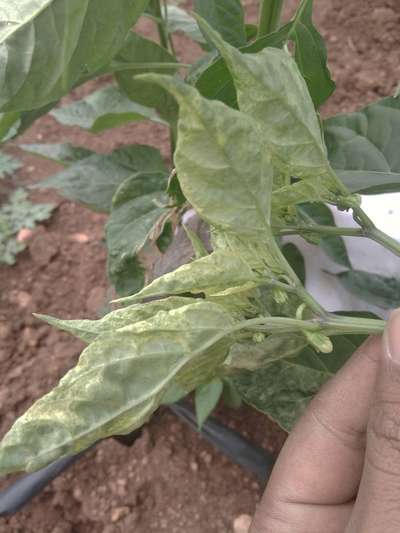 Spider Mites - Capsicum & Chilli