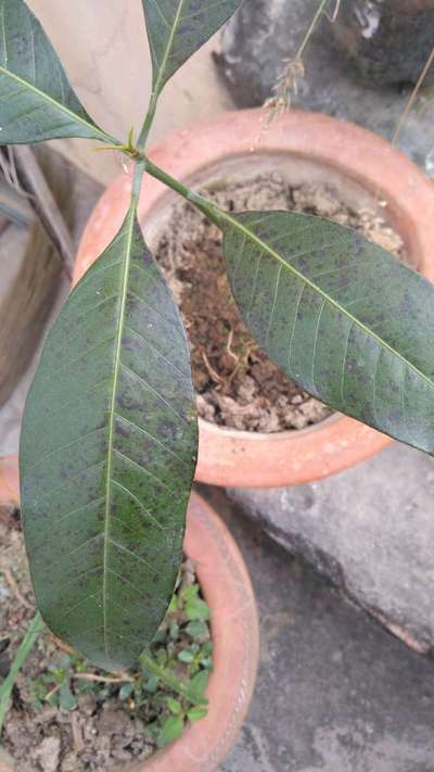 Bacterial Black Spot of Mango - Mango