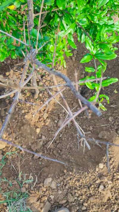 Pomegranate Wilt - Pomegranate