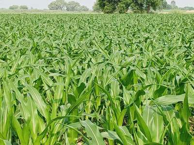 Stem Borer - Maize