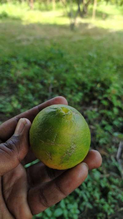 Citrus Greening Disease - Citrus