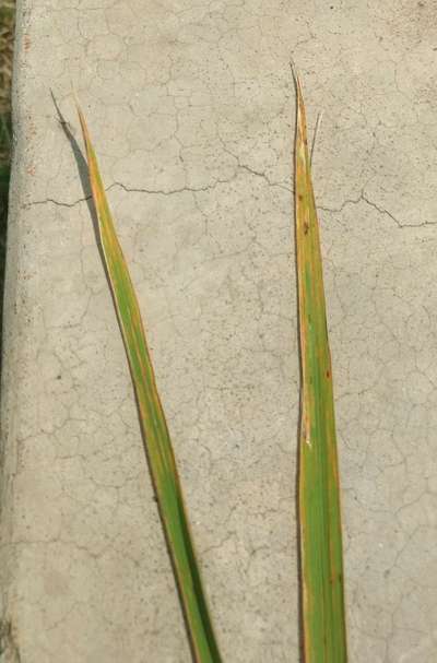 Zinc Deficiency - Rice