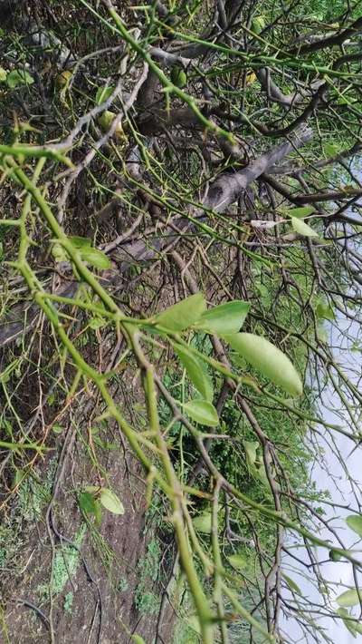 ಮಾಲ್ ಸೆಕ್ಕೋ - ಸಿಟ್ರಸ್ (ನಿಂಬೆ, ಕಿತ್ತಳೆ ಹಾಗು ಇತರ ನಿಂಬೆ ಜಾತಿ ಬೆಳೆಗಳು)