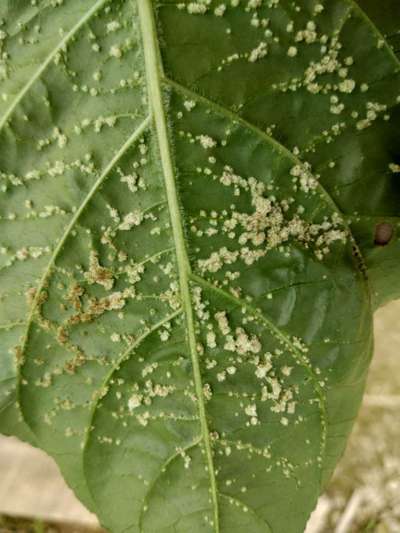 Mealybug - Capsicum & Chilli