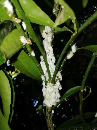 Cochenille Australienne - Agrumes