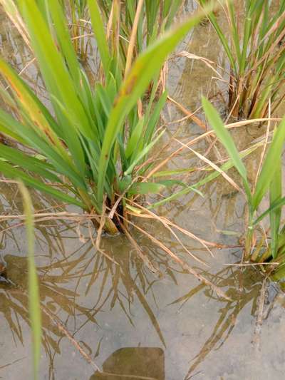 Stackburn of Rice - వరి