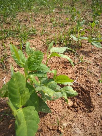 Flea Beetles - Bean