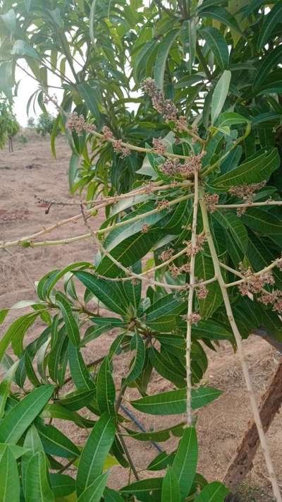 ಮಾವಿನಲ್ಲಿ ಬೂದಿ ರೋಗ (ಪೌಡರಿ ಮಿಲ್ಡ್ಯೂ) - ಮಾವು