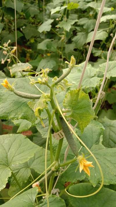 Potassium Deficiency - Cucumber